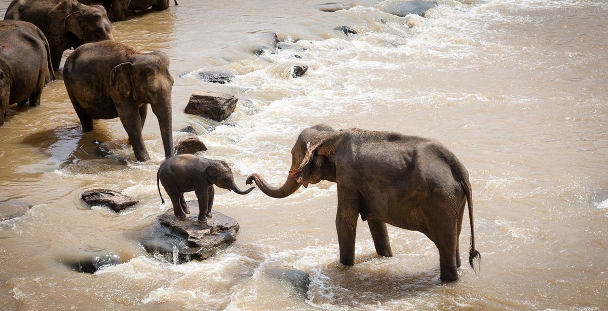 Biligiri Ranganatha (BRT) Wildlife Sanctuary