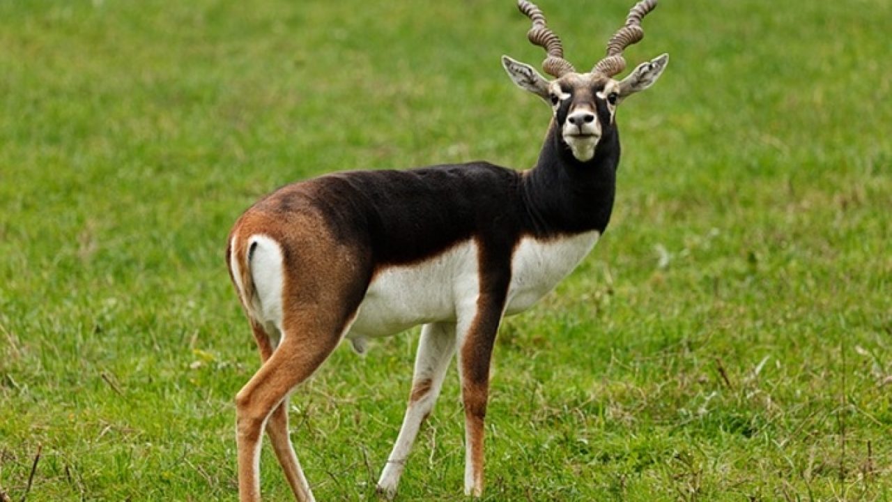 Ranebennur Blackbuck Sanctuary