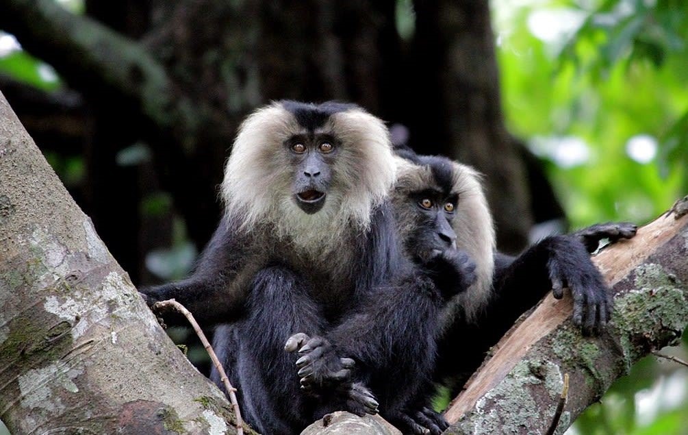 Sharavathi Valley Wildlife Sanctuary