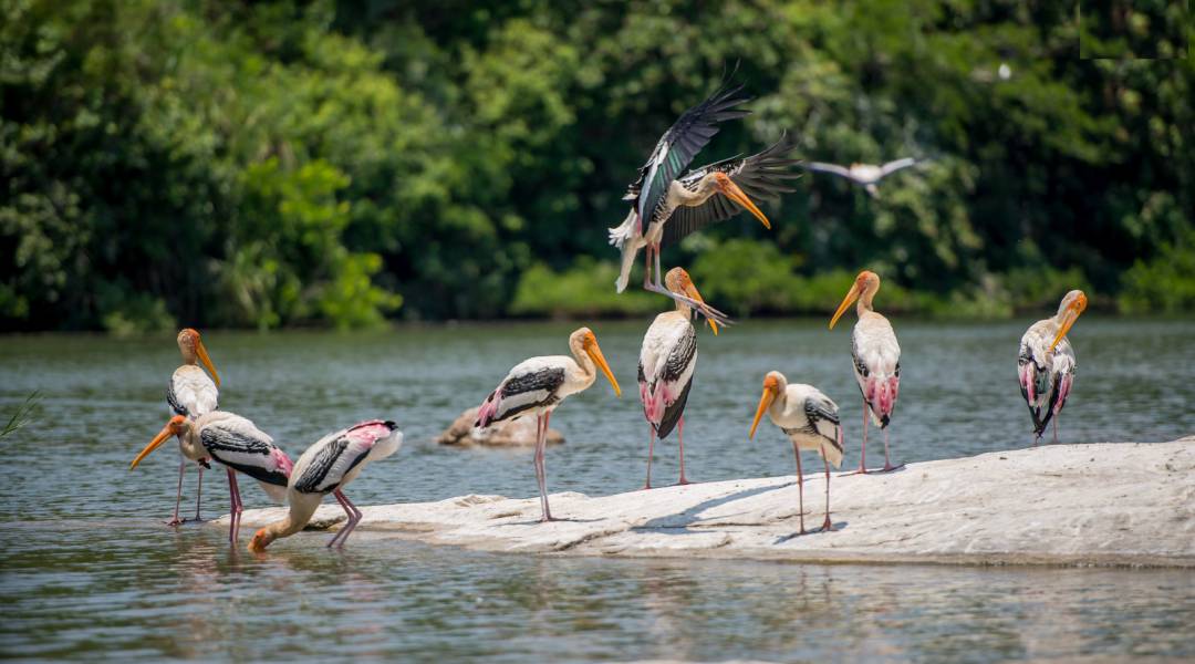 Ranganathittu Bird Sanctuary